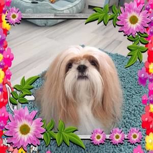 Meet your Posher, Billi